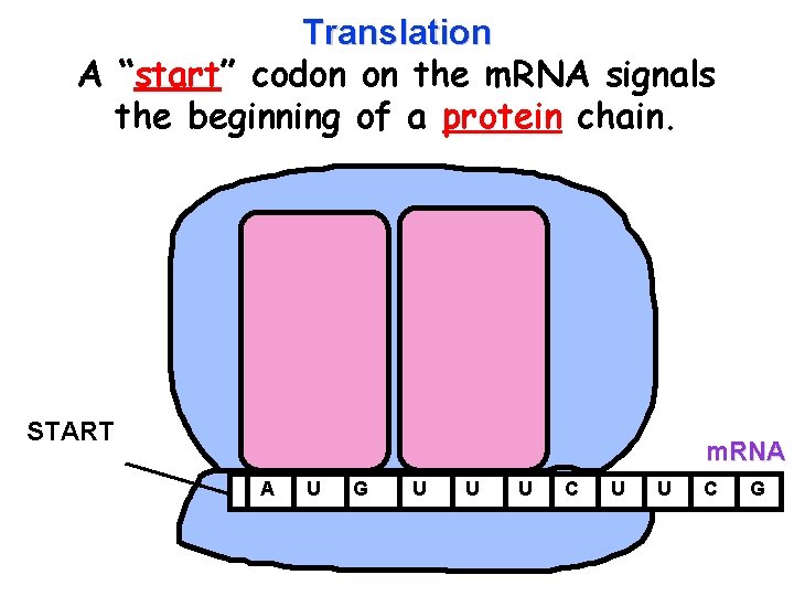 Translation A “start” codon on the m. RNA signals the beginning of a protein