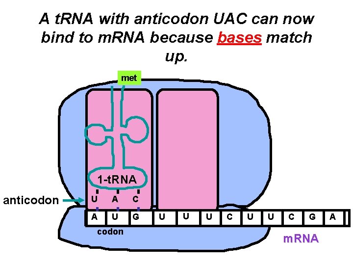 A t. RNA with anticodon UAC can now bind to m. RNA because bases