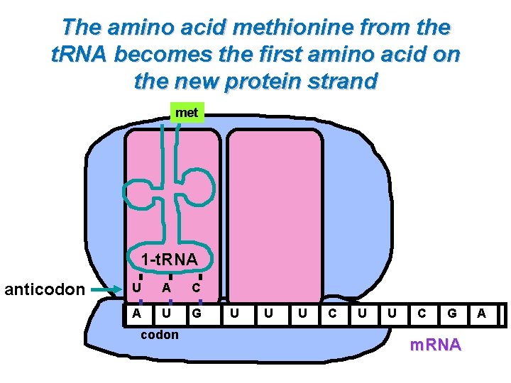 The amino acid methionine from the t. RNA becomes the first amino acid on