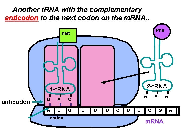 Another t. RNA with the complementary anticodon to the next codon on the m.