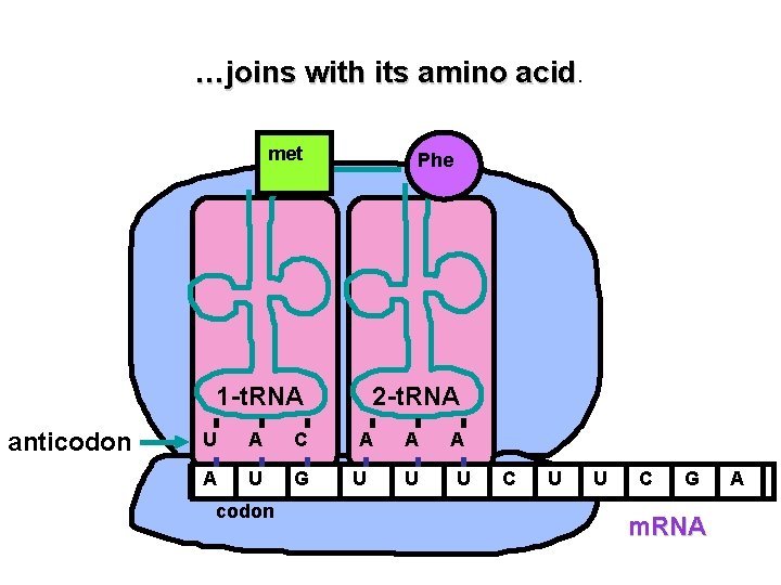 …joins with its amino acid met Phe 1 -t. RNA anticodon U A C