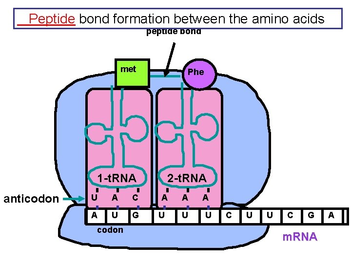 Peptide bond formation between the amino acids peptide bond met Phe 1 -t. RNA