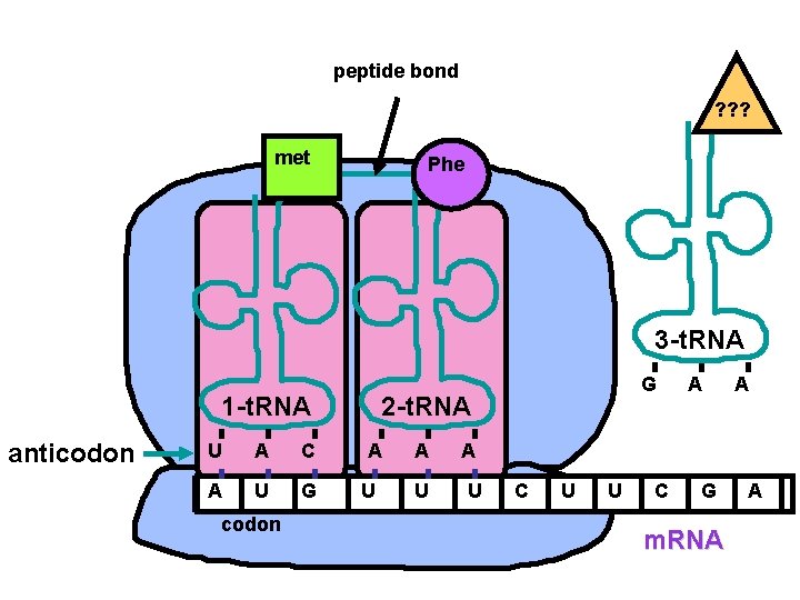 peptide bond ? ? ? met Phe 3 -t. RNA 1 -t. RNA anticodon