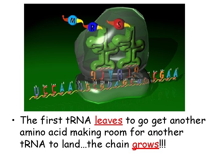  • The first t. RNA leaves to go get another amino acid making