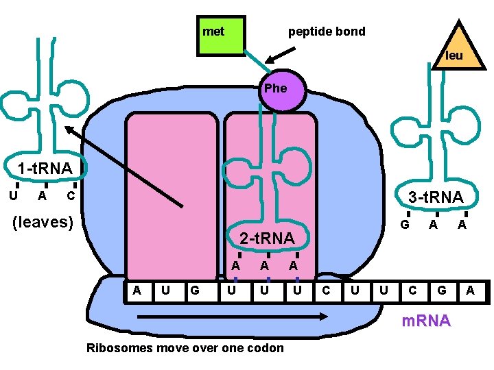 met peptide bond leu Phe 1 -t. RNA U A 3 -t. RNA C