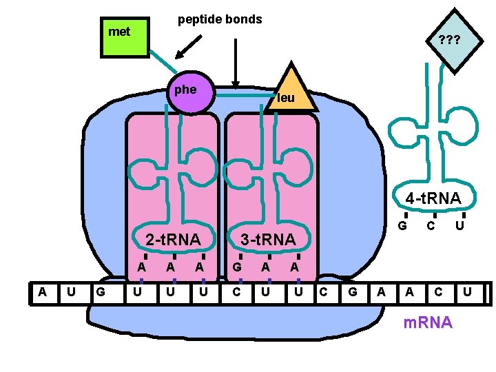 peptide bonds met ? ? ? phe leu 4 -t. RNA 2 -t. RNA