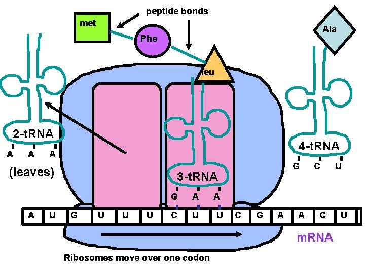 peptide bonds met Ala Phe leu 2 -t. RNA A A 4 -t. RNA