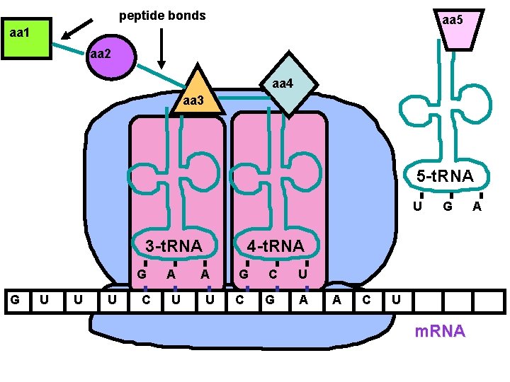 peptide bonds aa 5 aa 1 aa 2 aa 4 aa 3 5 -t.