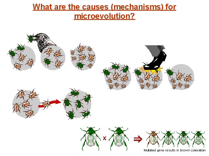 What are the causes (mechanisms) for microevolution? 