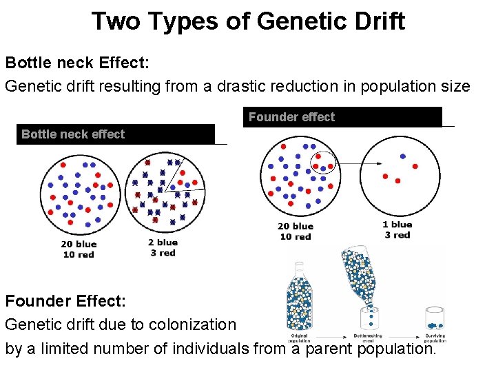 Two Types of Genetic Drift Bottle neck Effect: Genetic drift resulting from a drastic
