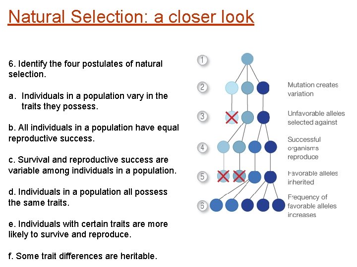 Natural Selection: a closer look 6. Identify the four postulates of natural selection. a.
