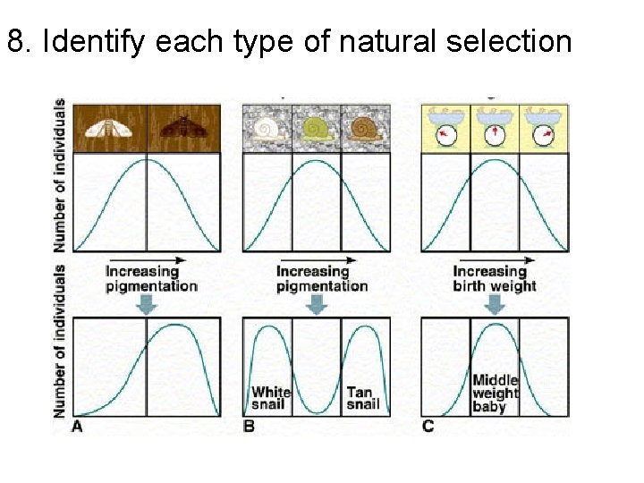 8. Identify each type of natural selection 