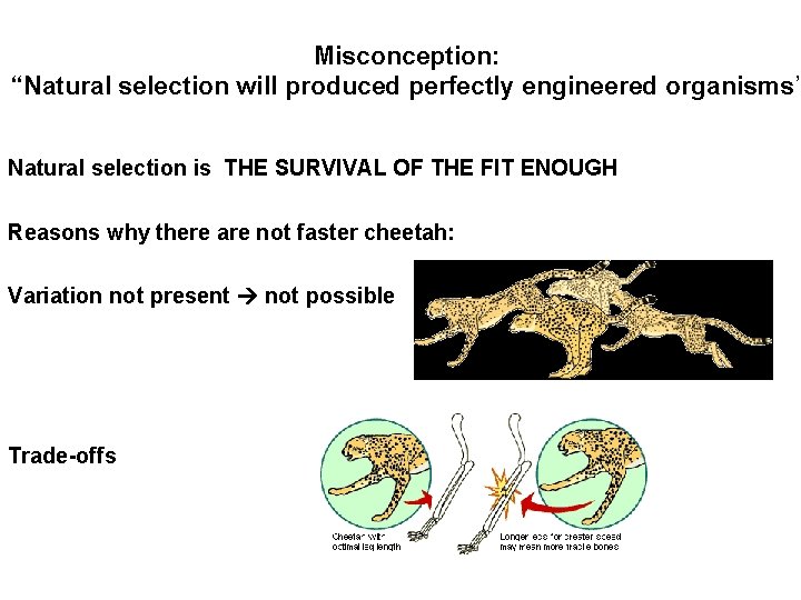 Misconception: “Natural selection will produced perfectly engineered organisms” Natural selection is THE SURVIVAL OF