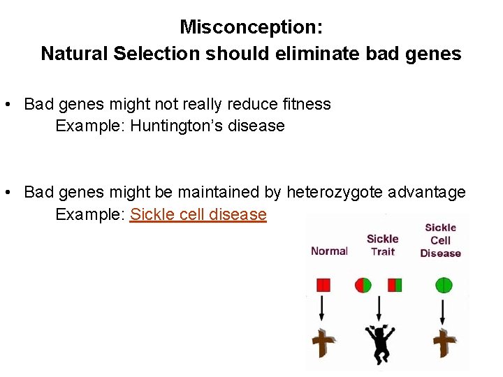 Misconception: Natural Selection should eliminate bad genes • Bad genes might not really reduce