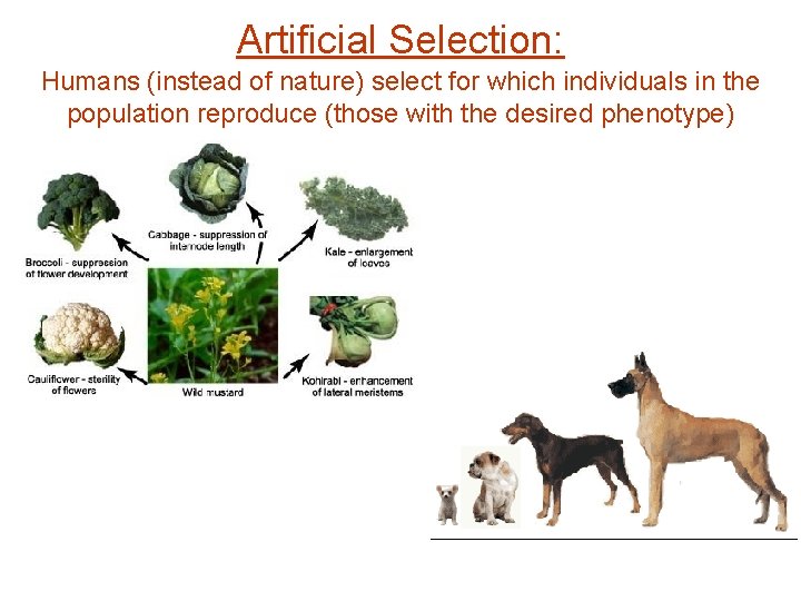 Artificial Selection: Humans (instead of nature) select for which individuals in the population reproduce