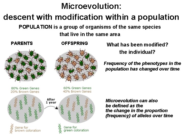 Microevolution: descent with modification within a population POPULATION is a group of organisms of