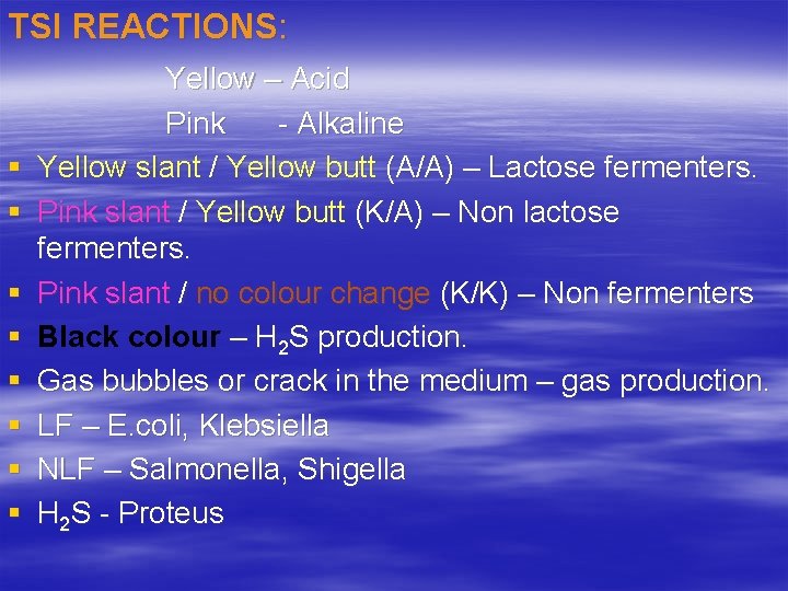 TSI REACTIONS: § § § § Yellow – Acid Pink - Alkaline Yellow slant