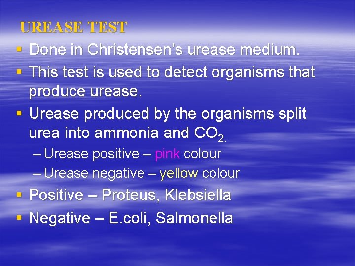 UREASE TEST § Done in Christensen’s urease medium. § This test is used to