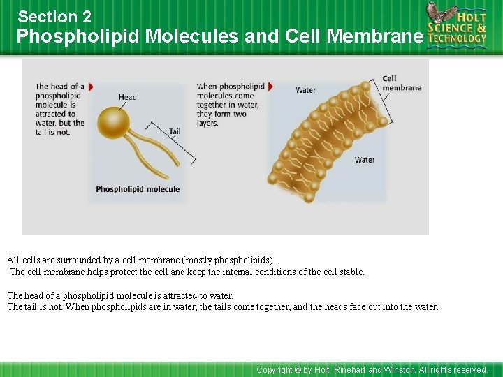 Section 2 Phospholipid Molecules and Cell Membrane All cells are surrounded by a cell