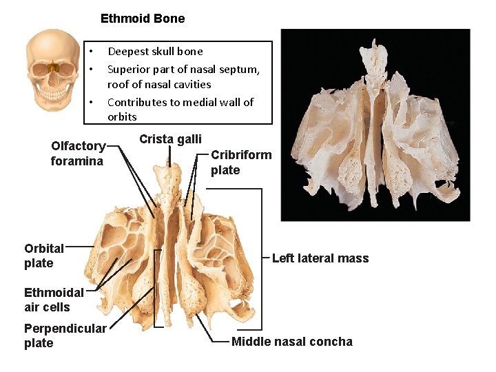 Ethmoid Bone • • • Olfactory foramina Orbital plate Deepest skull bone Superior part