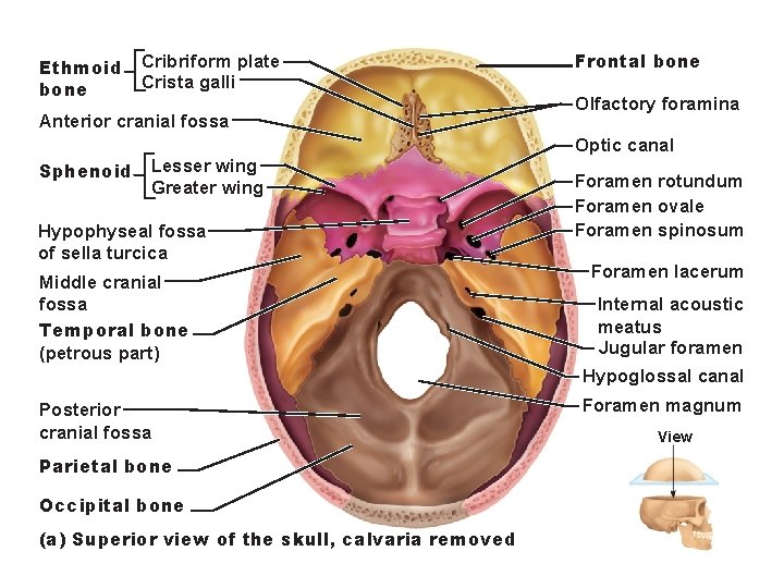 Ethmoid bone Cribriform plate Crista galli Anterior cranial fossa Sphenoid Lesser wing Greater wing