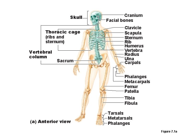 Skull Thoracic cage (ribs and sternum) Vertebral column Sacrum Cranium Facial bones Clavicle Scapula