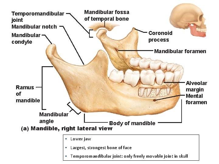 Temporomandibular joint Mandibular notch Mandibular fossa of temporal bone Coronoid process Mandibular condyle Mandibular