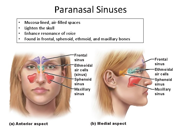 Paranasal Sinuses • • Mucosa-lined, air-filled spaces Lighten the skull Enhance resonance of voice