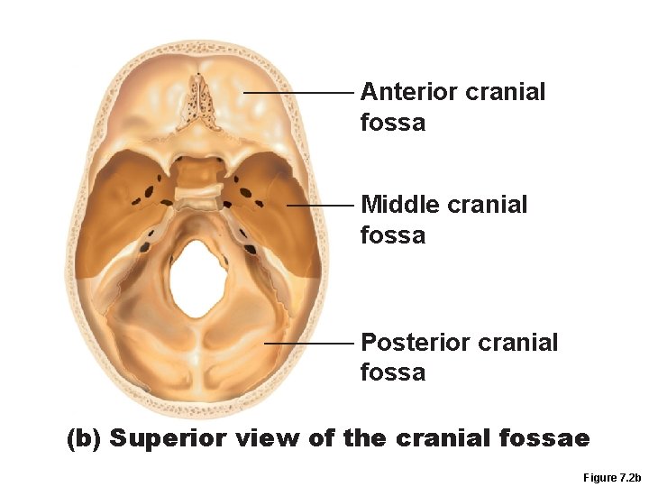 Anterior cranial fossa Middle cranial fossa Posterior cranial fossa (b) Superior view of the