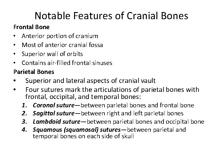 Notable Features of Cranial Bones Frontal Bone • Anterior portion of cranium • Most