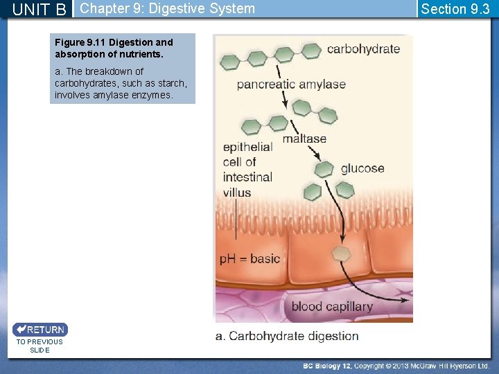 UNIT B Chapter 9: Digestive System Figure 9. 11 Digestion and absorption of nutrients.