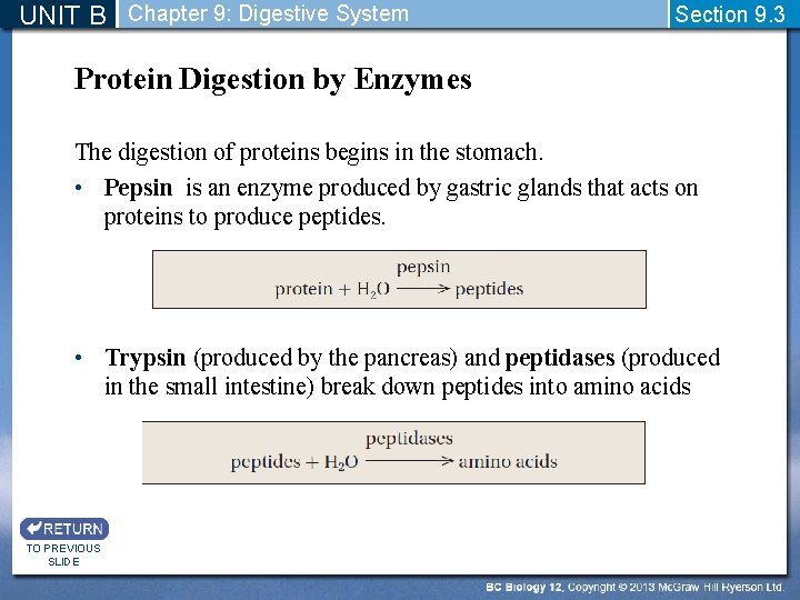 UNIT B Chapter 9: Digestive System Section 9. 3 Protein Digestion by Enzymes The
