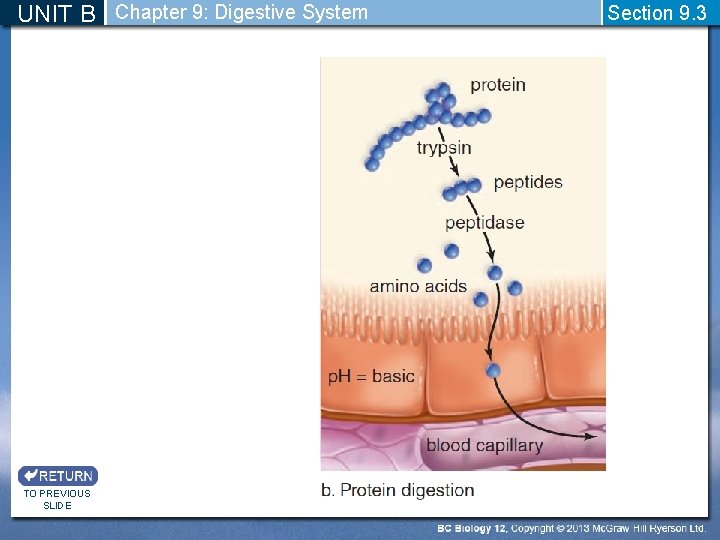 UNIT B Chapter 9: Digestive System TO PREVIOUS SLIDE Section 9. 3 