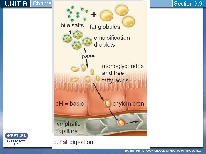 UNIT B Chapter 9: Digestive System TO PREVIOUS SLIDE Section 9. 3 