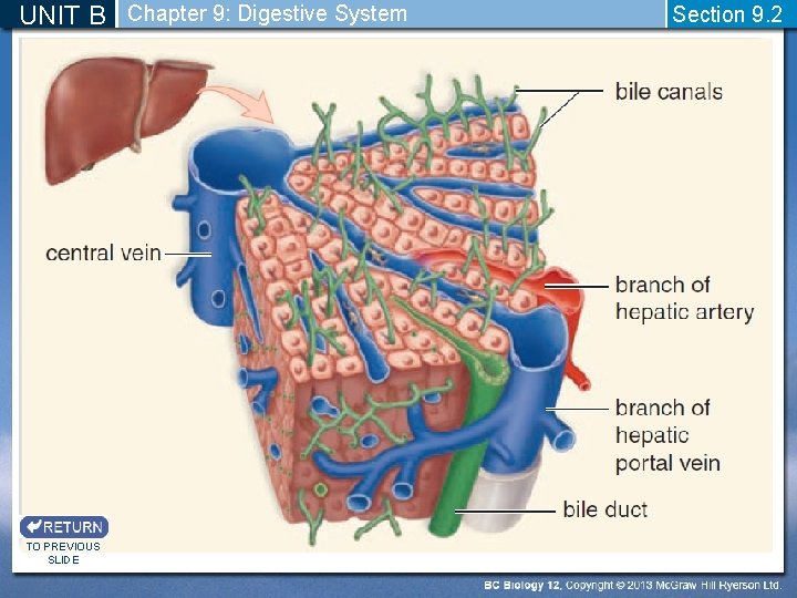 UNIT B Chapter 9: Digestive System TO PREVIOUS SLIDE Section 9. 2 