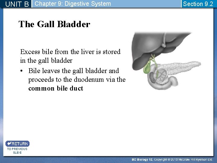UNIT B Chapter 9: Digestive System The Gall Bladder Excess bile from the liver