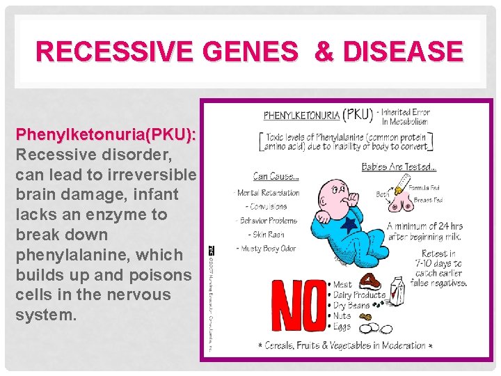 RECESSIVE GENES & DISEASE Phenylketonuria(PKU): Recessive disorder, can lead to irreversible brain damage, infant