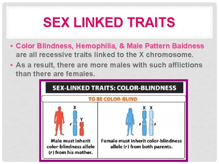 SEX LINKED TRAITS • Color Blindness, Hemophilia, & Male Pattern Baldness are all recessive