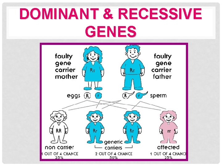 DOMINANT & RECESSIVE GENES 