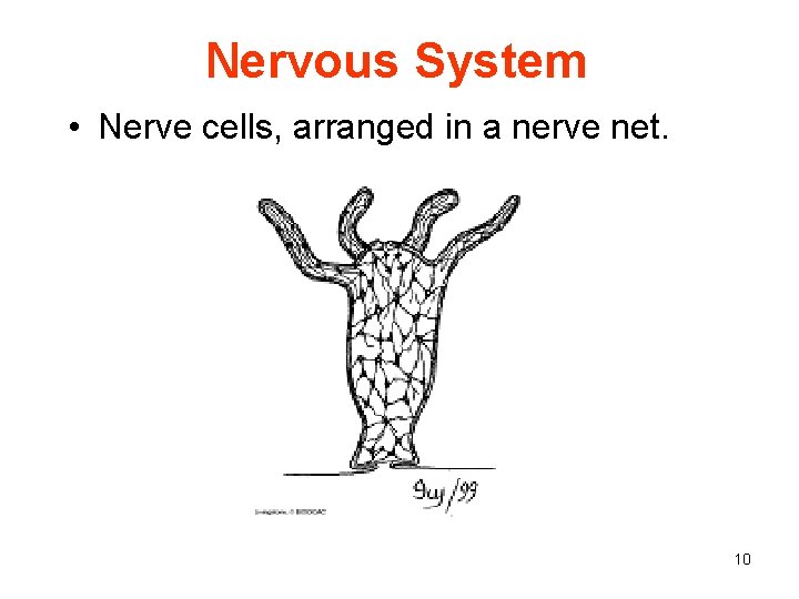 Nervous System • Nerve cells, arranged in a nerve net. 10 