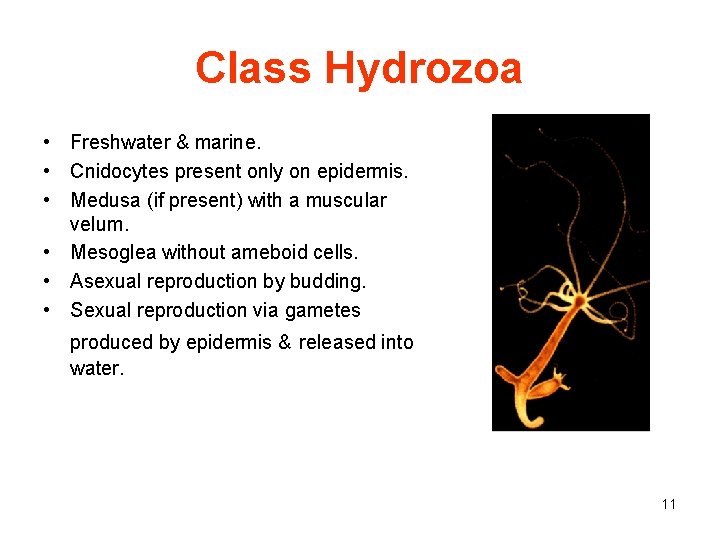 Class Hydrozoa • Freshwater & marine. • Cnidocytes present only on epidermis. • Medusa