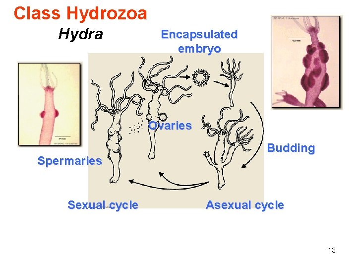 Class Hydrozoa Hydra Encapsulated embryo Ovaries Spermaries Sexual cycle Budding Asexual cycle 13 