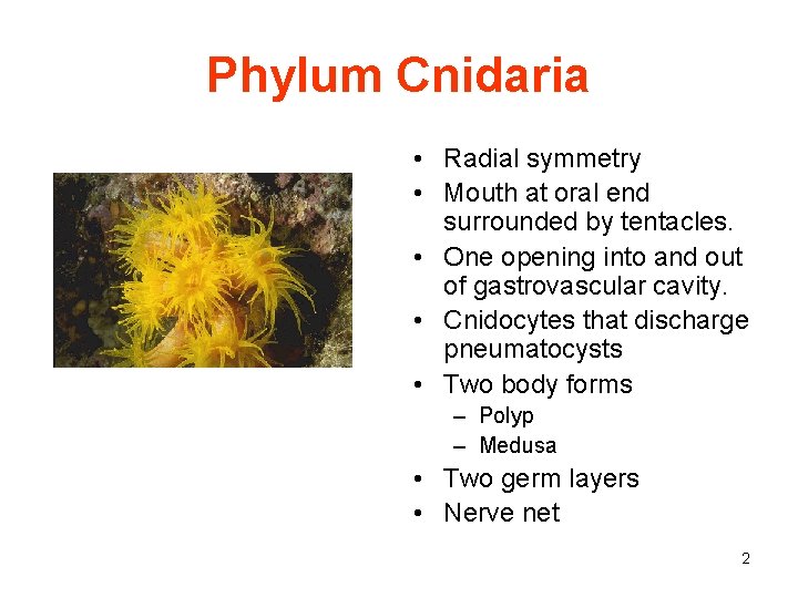 Phylum Cnidaria • Radial symmetry • Mouth at oral end surrounded by tentacles. •