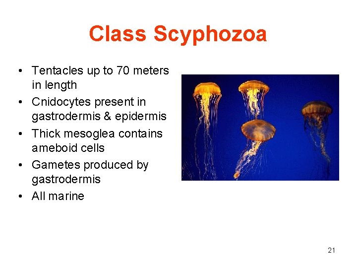 Class Scyphozoa • Tentacles up to 70 meters in length • Cnidocytes present in