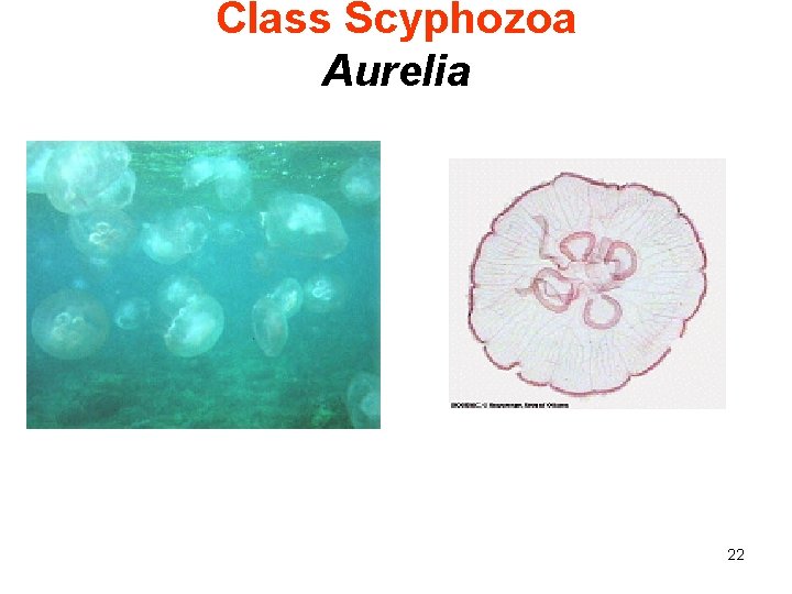Class Scyphozoa Aurelia 22 