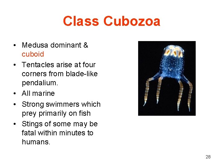 Class Cubozoa • Medusa dominant & cuboid • Tentacles arise at four corners from