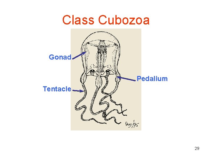 Class Cubozoa Gonad Pedalium Tentacle 29 