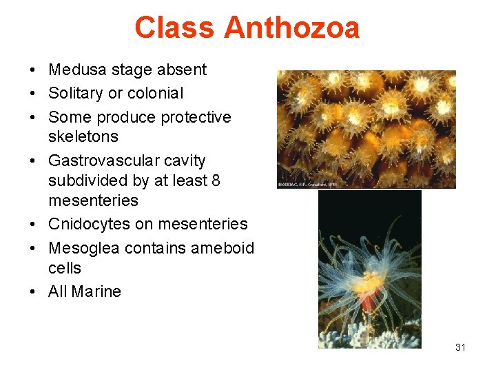Class Anthozoa • Medusa stage absent • Solitary or colonial • Some produce protective