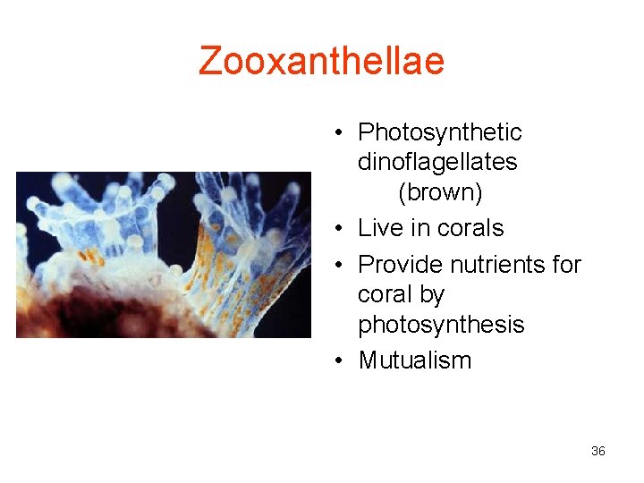 Zooxanthellae • Photosynthetic dinoflagellates (brown) • Live in corals • Provide nutrients for coral