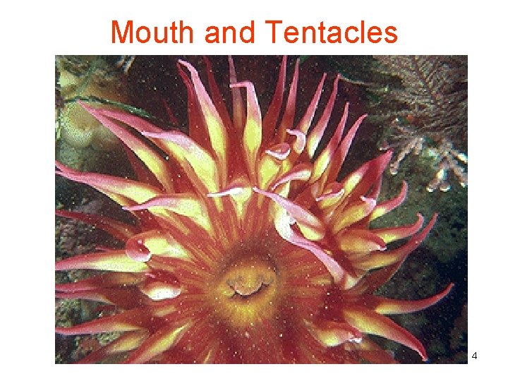 Mouth and Tentacles 4 